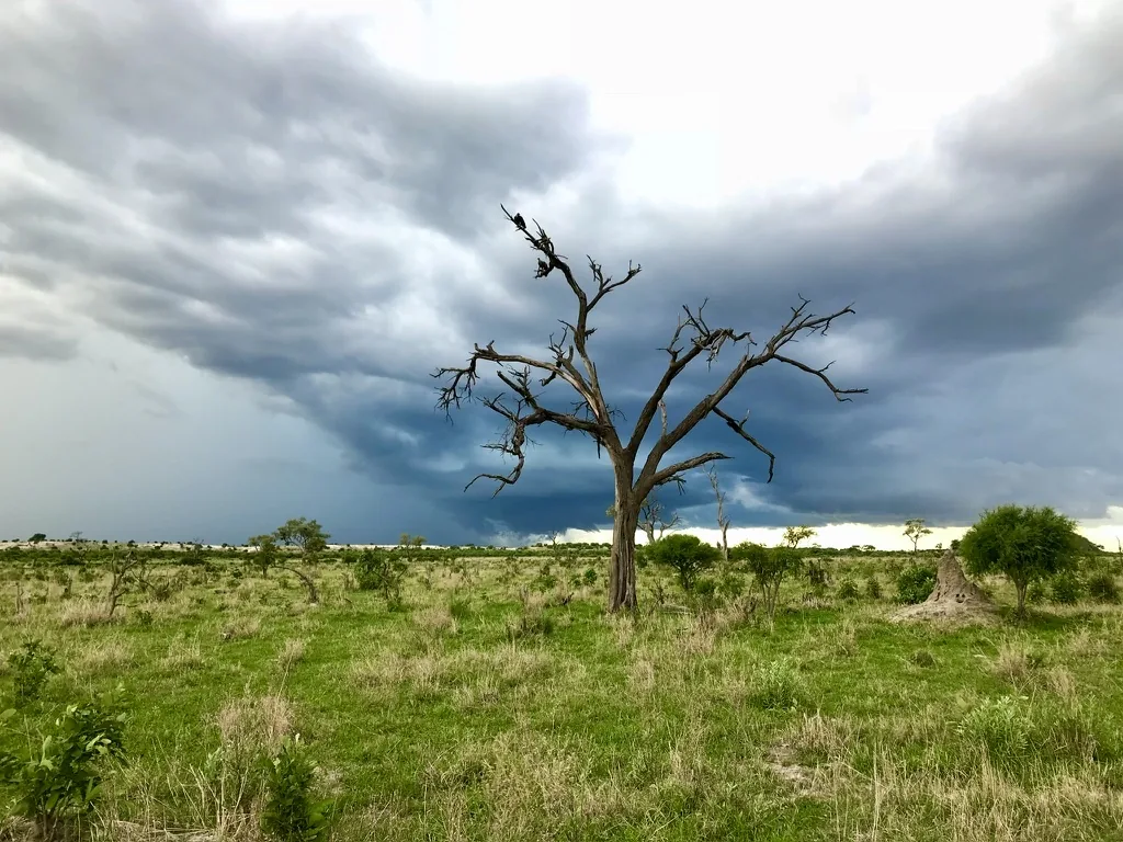 Storm clouds gathering over a Kalahari plain with a single dead tree in the foreground.