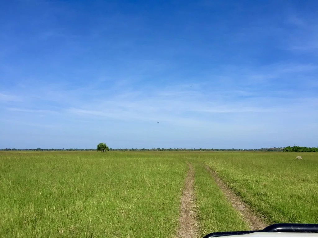 A two-rut track running through Botswana grassland toward a single tree on the horizon — the classic dust road.